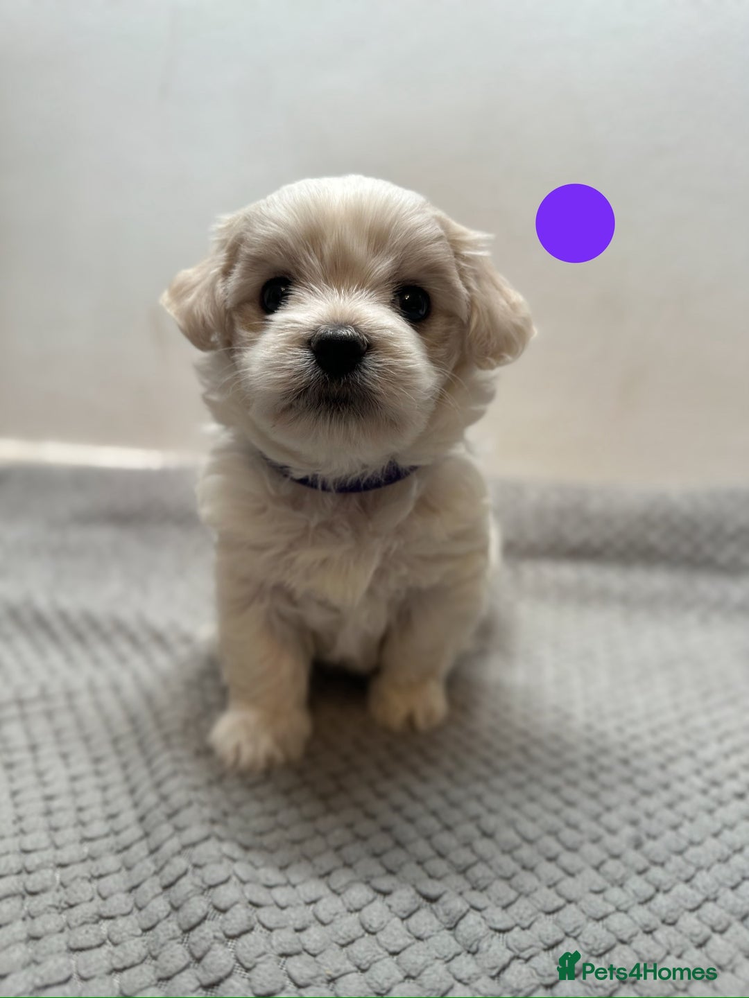 Maltese dogs for sale: Cute Maltese Puppies Looking for Loving Homes🇬🇧  - Image 16