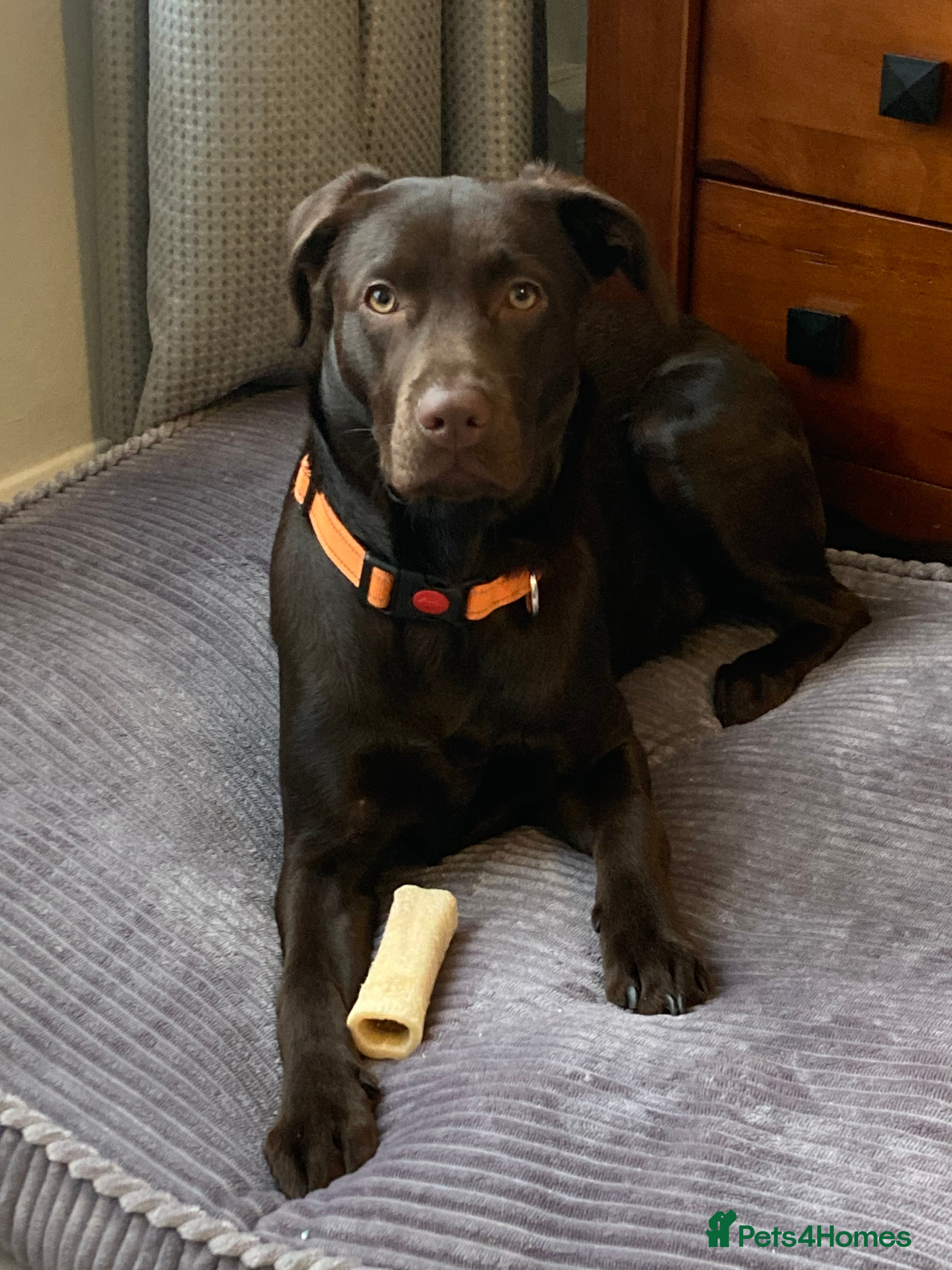 Labrador Retriever dogs 7.5 month old female chocolate Labrador puppy - Advert 1