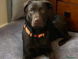 Labrador Retriever dogs 7.5 month old female chocolate Labrador puppy - Advert 2