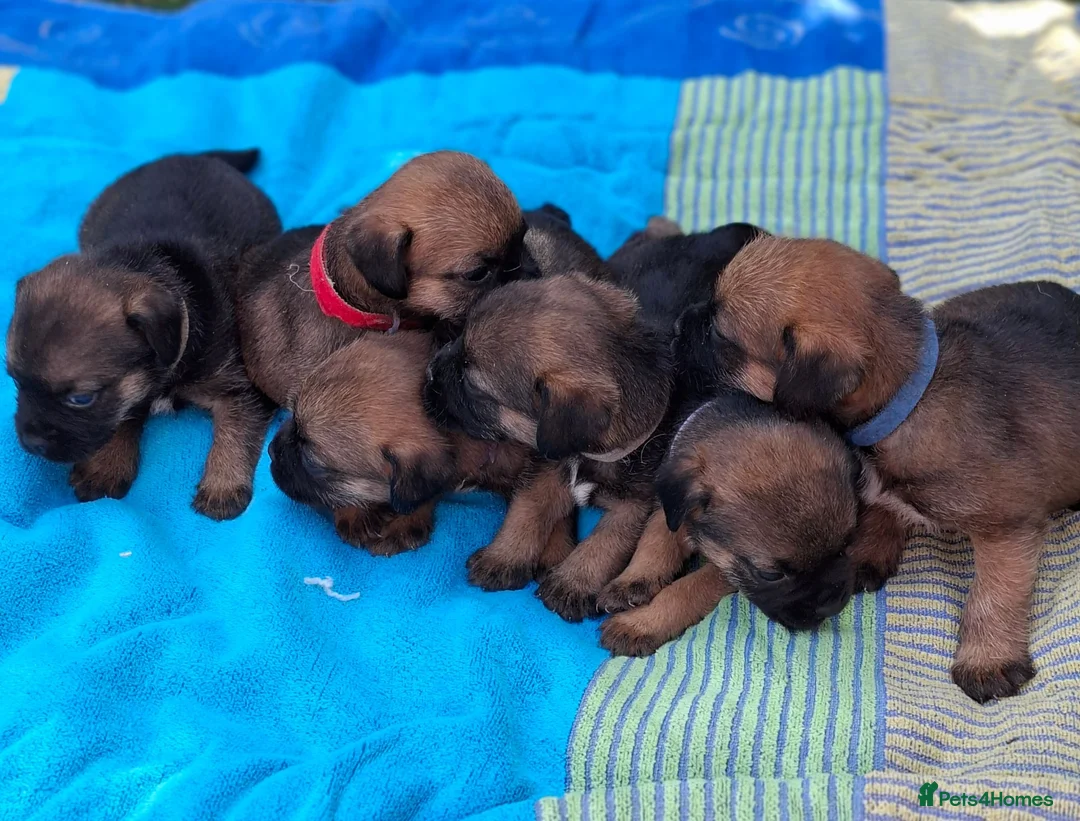Border Terrier dogs for sale: KC REGISTERED BORDER TERRIERS SLEM CLEAR  - Advert 1