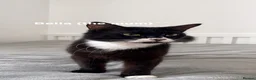 Mixed Breed cats for sale: beautiful tuxedo kittens for sale 🩶 - Advert 1