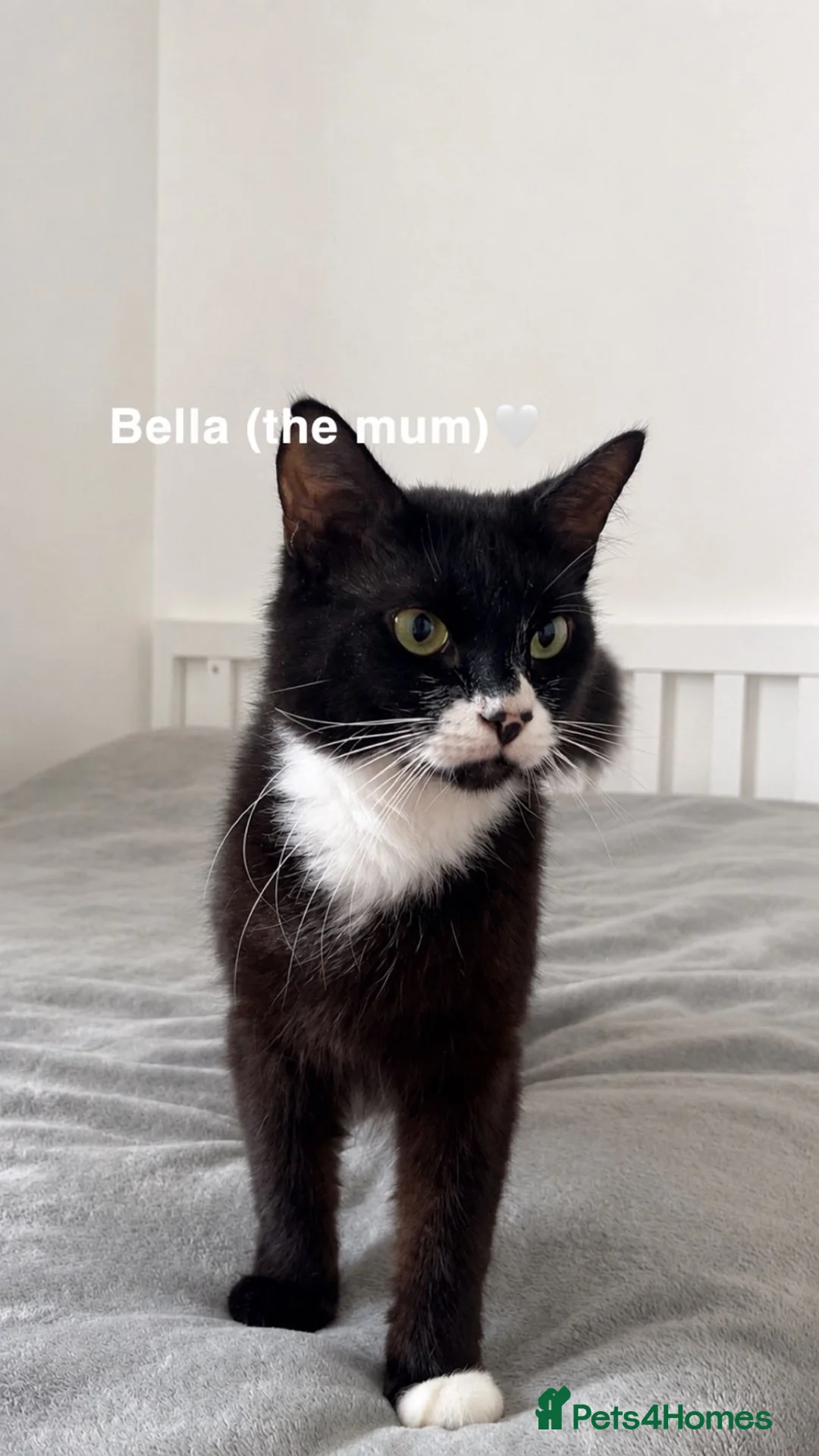 Mixed Breed cats for sale: beautiful tuxedo kittens for sale 🩶 - Advert 1