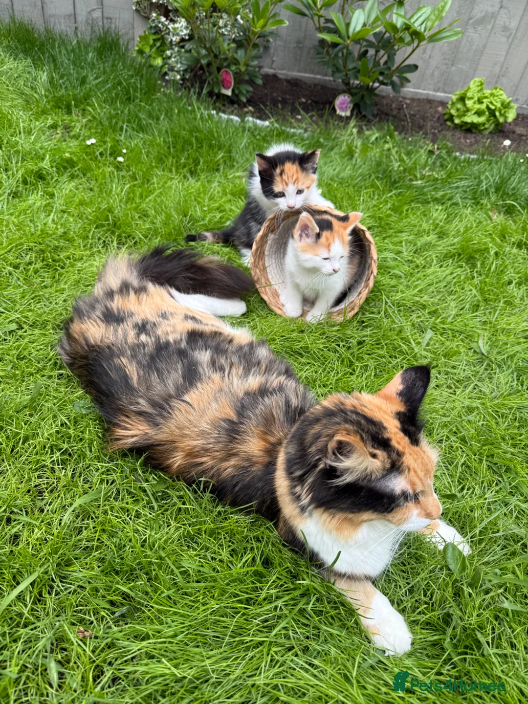 Maine Coon cats for sale: ✨ Stunning Maine Coon X ✨ - Advert 2