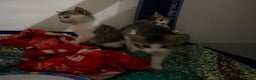 Mixed Breed cats for sale: 5 kittens needing loving home  - Advert 2