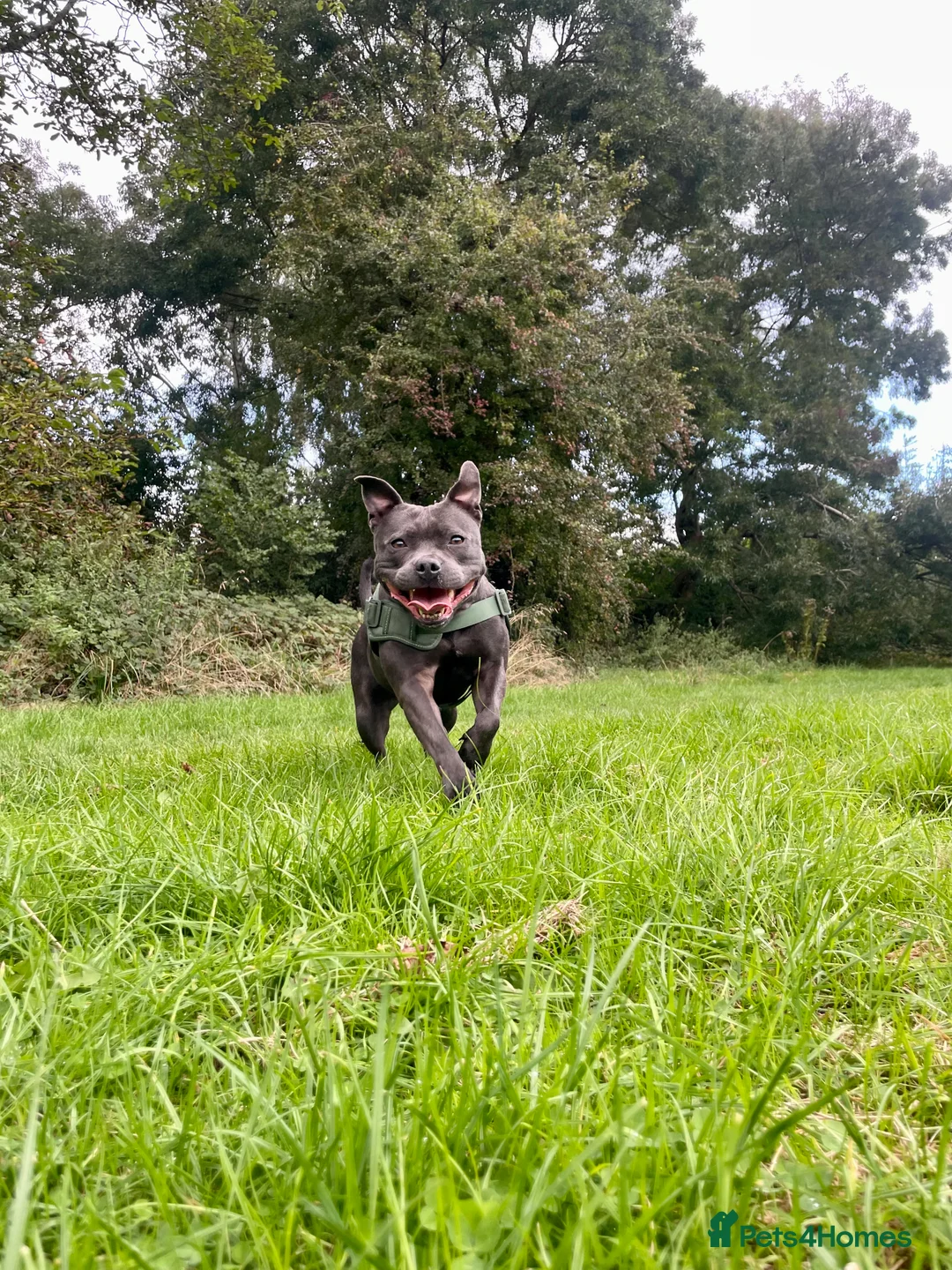 Staffordshire Bull Terrier dogs for sale: Only 1 available ; Blue Staffordshire bullterrier - Advert 12