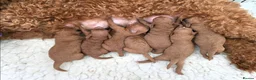 Cavapoo dogs for sale: 🥇Finest Quality Beautiful Deep Red Cavapoos 🥇 - Advert 1