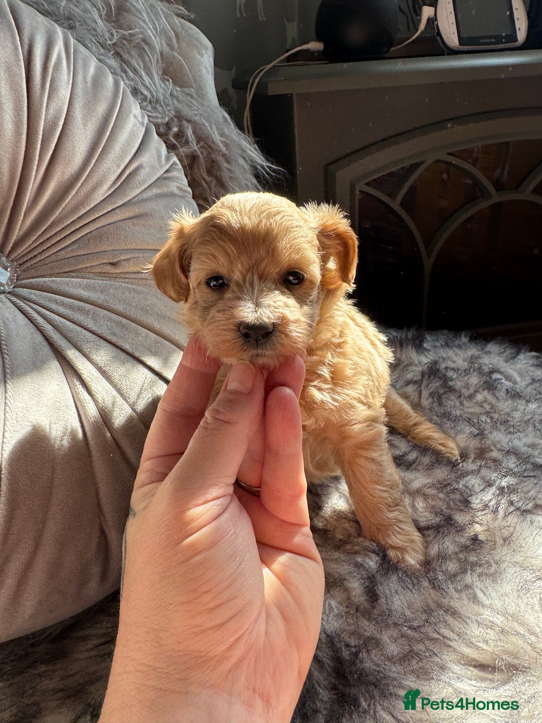 Maltipoo dogs for sale: TEDDY BEAR MALTIPOO PUPPIES  - Image 8