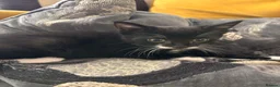 Mixed Breed cats for sale: 3 beautiful, playful boys. 1 black 2 tuxedo  - Advert 4