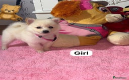 Pomeranian dogs for sale: Beautiful Pomeranian puppy’s  - Image 6