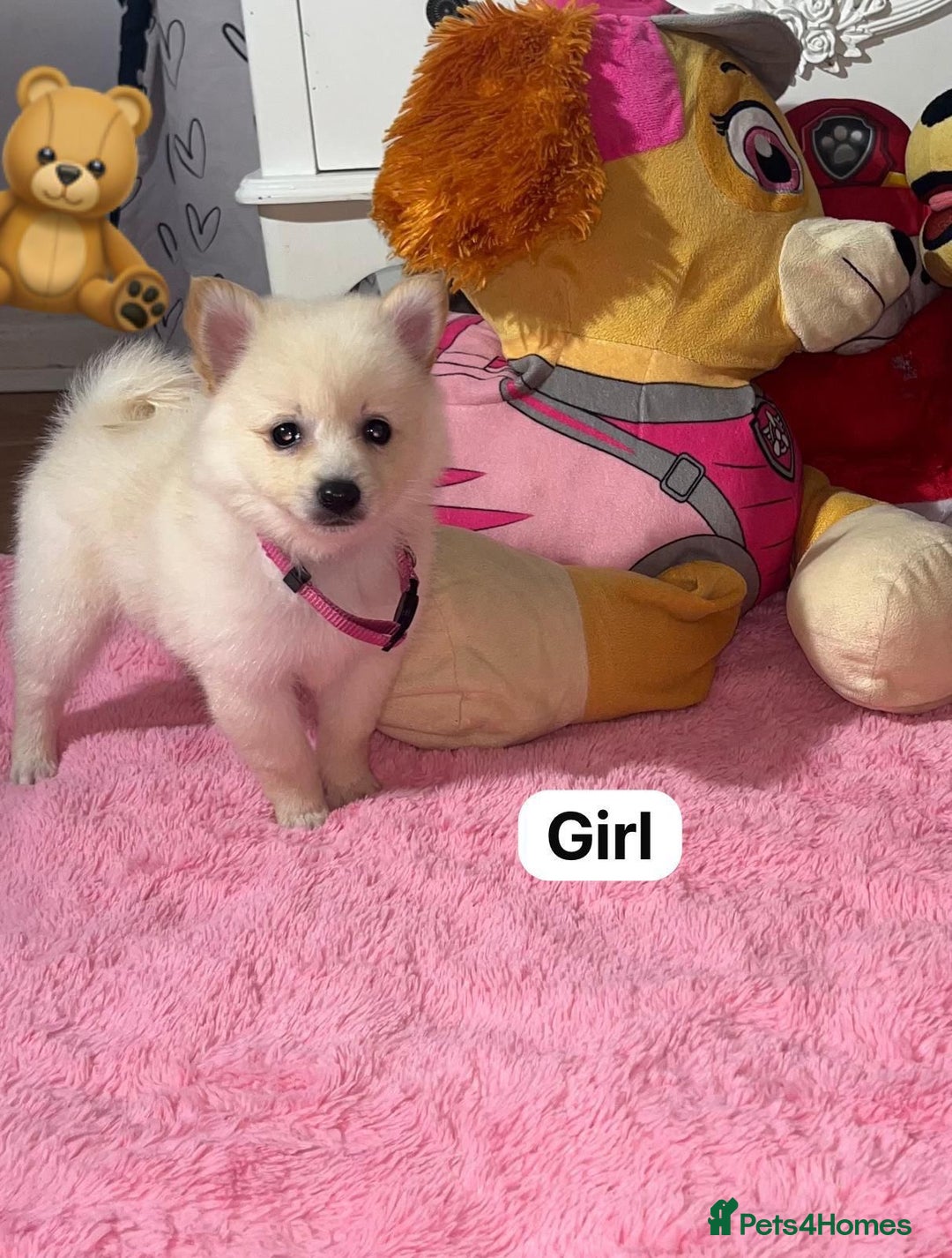 Pomeranian dogs for sale: Beautiful Pomeranian puppy’s  - Image 6