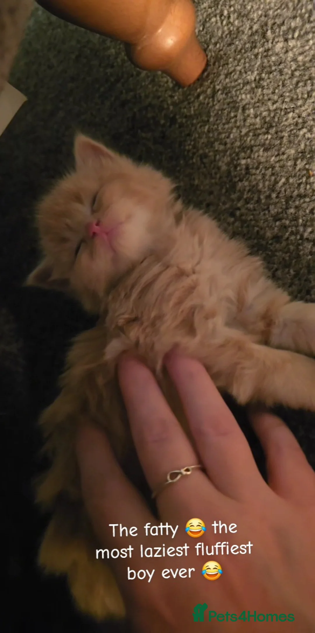 Mixed Breed cats for sale: Ragcoon mix kittens - Advert 14