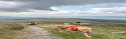 Labrador Retriever dogs for sale: 1.5 year old Labrador  - Advert 3