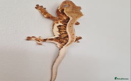 Gecko reptiles for sale: lily white crested geckos for sale - Image 9