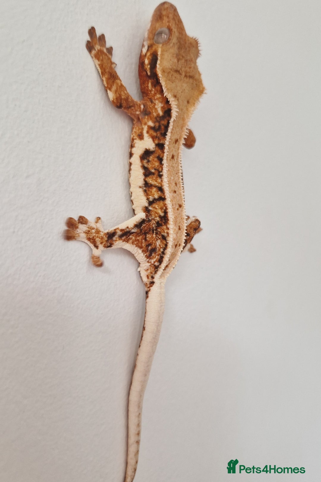 Gecko reptiles for sale: lily white crested geckos for sale - Image 9