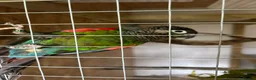 Conures birds for sale: Pearly conures  - Advert 3
