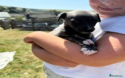 Whippet dogs for sale: Beautiful Blue whippet puppies  - Image 23