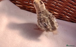 Quail poultry for sale: Snowflake Bobwhite Quail Chicks ~ Various Ages - Image 15