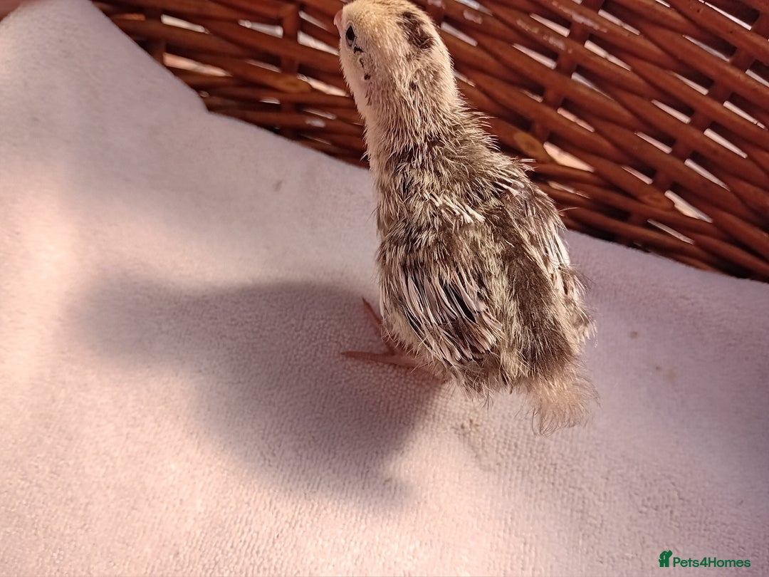Quail poultry for sale: Snowflake Bobwhite Quail Chicks ~ Various Ages - Image 15