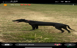 Lurcher dogs for sale: Bull X pups!  - Image 3