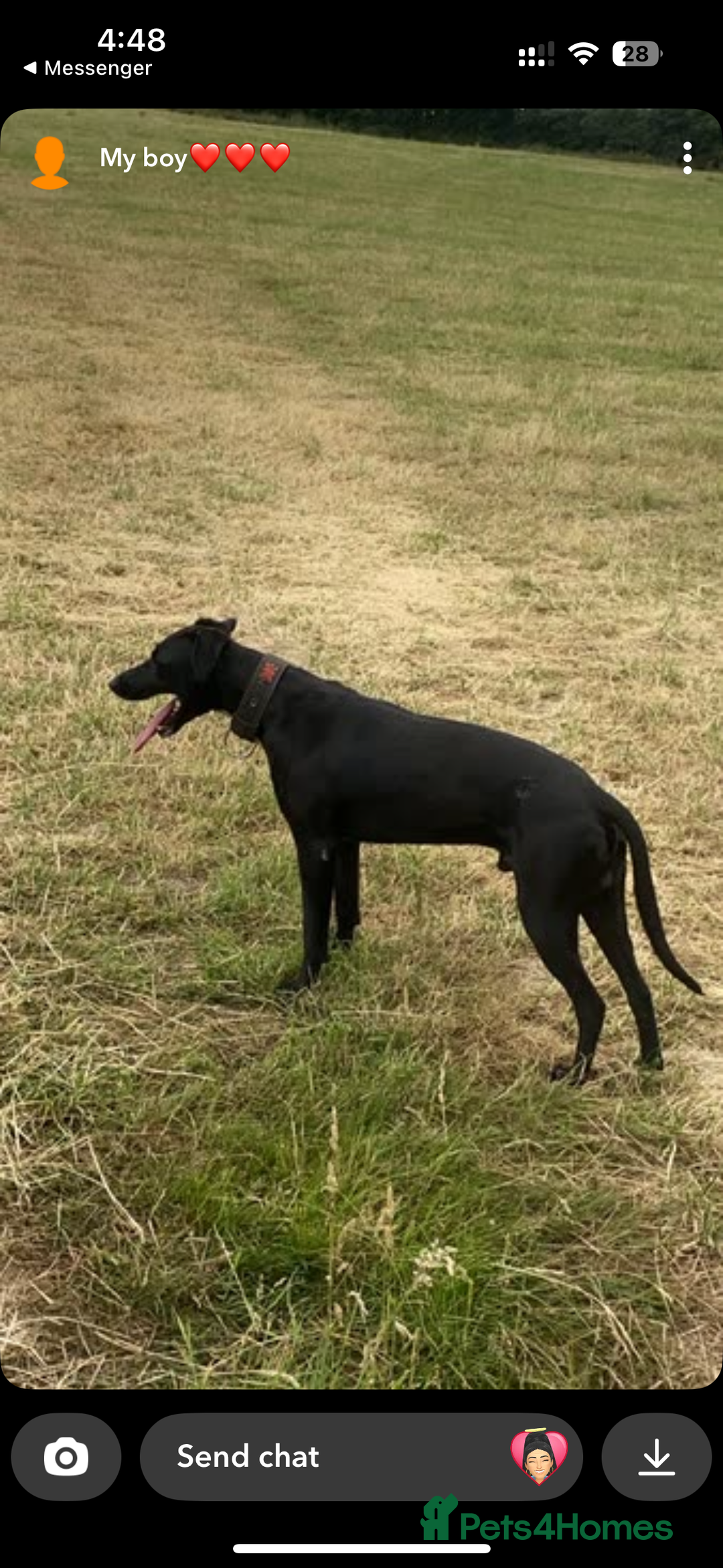 Lurcher dogs for sale: Bull X pups!  - Image 3