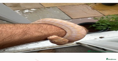 Python Snake reptiles - Advert 16