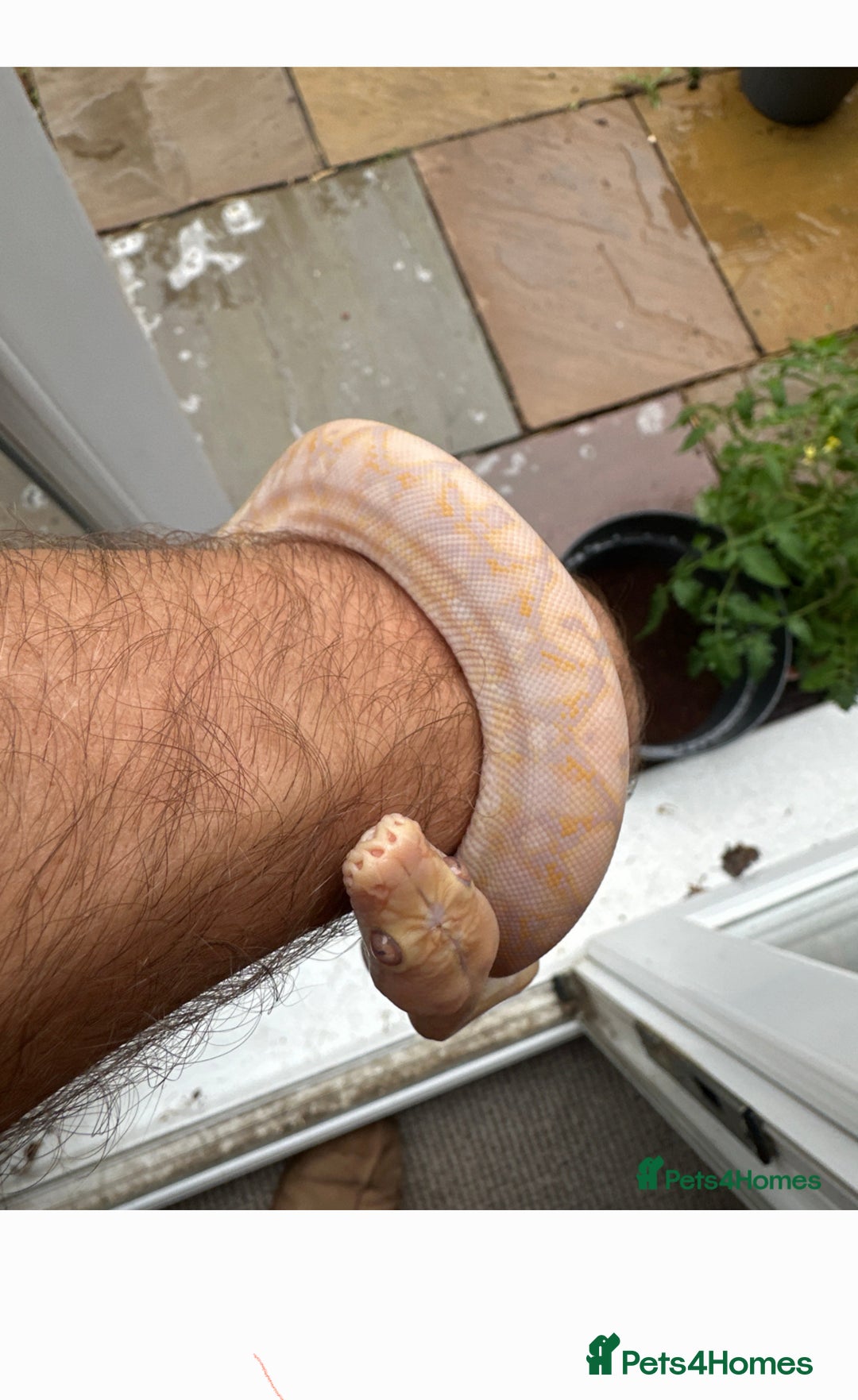 Python Snake reptiles for sale: 81.25% Lavender Snow Superdwarf - Image 2