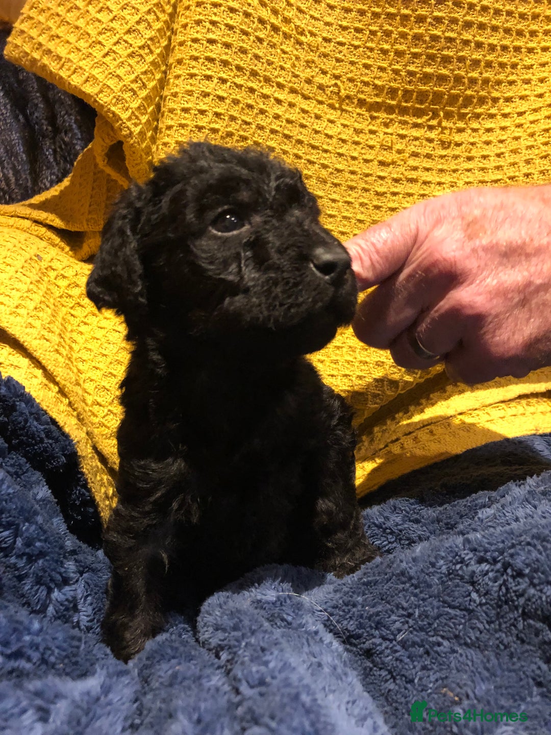 Labradoodle dogs for sale: READY NOW TOP QUALITY Standard F1 Labradoodles - Advert 25