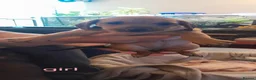 Mixed Breed dogs for sale: Mix breed puppies  - Advert 4