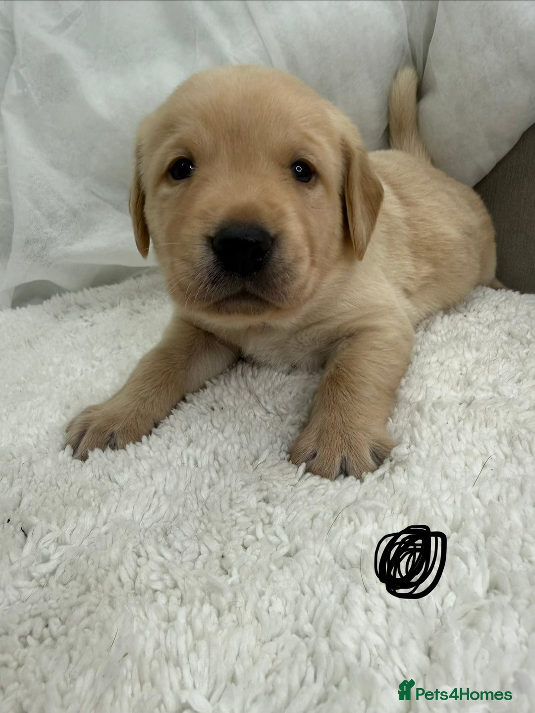 Goldador dogs for sale: Adorable Goldador Puppies - Ready 12th Feb - Advert 16