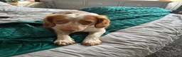 Mixed Breed dogs for sale: Cocker Spaniel x Siberian Husky Puppies - Advert 9