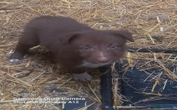 Border Collie dogs for sale: Border collie puppies  - Image 2