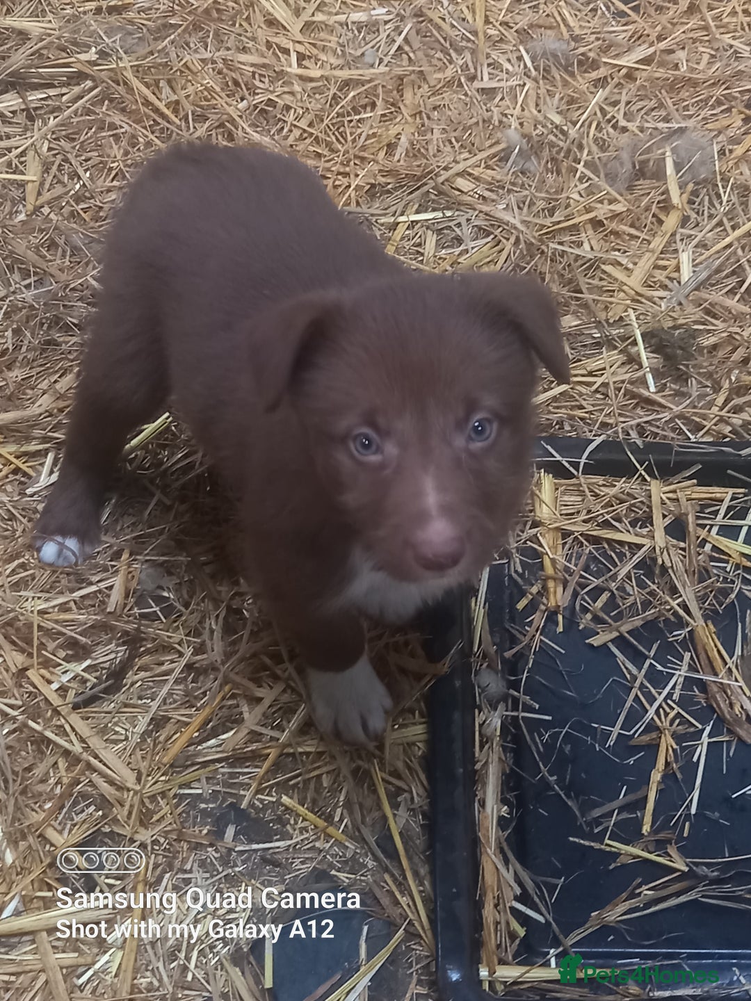 Border Collie dogs for sale: Border collie puppies  - Image 2