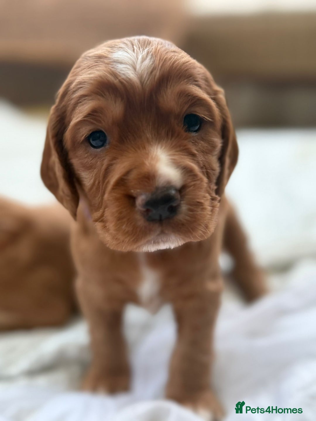 Cocker Spaniel dogs for sale: Working cocker spaniels (red)  - Image 10