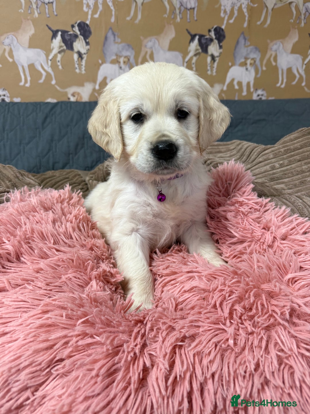 Golden Retriever dogs for sale: Kc registered DNA clear Golden Retriever Puppies - Advert 12