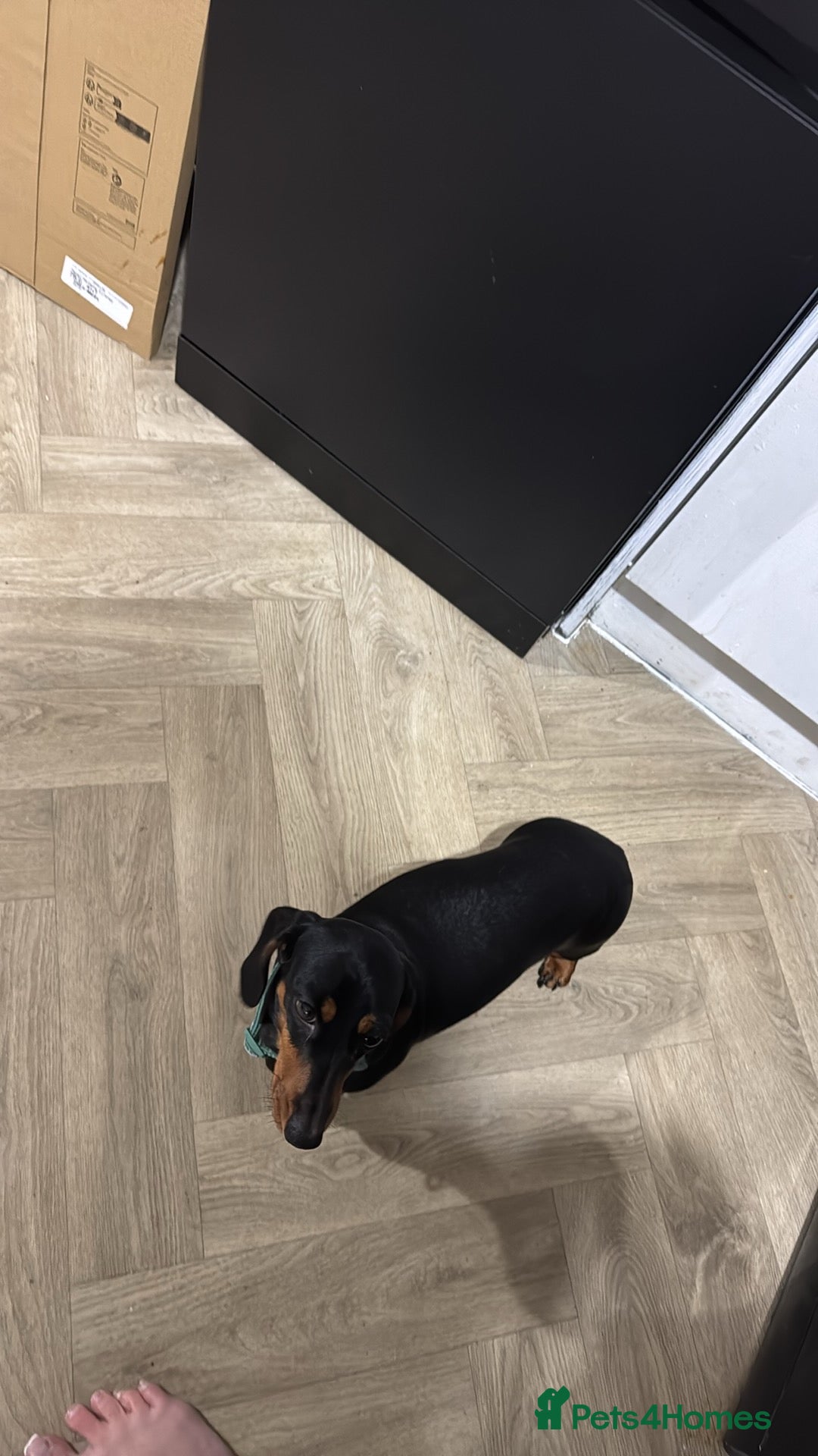 Miniature Dachshund dogs Miniature Dachshund  - Advert 1