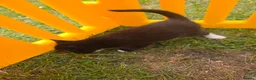 Mixed Breed cats for sale: The little kittens are looking for new homes. - Advert 7