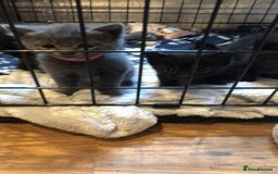 Mixed Breed cats for sale: 2 stunning kittens  - Image 5