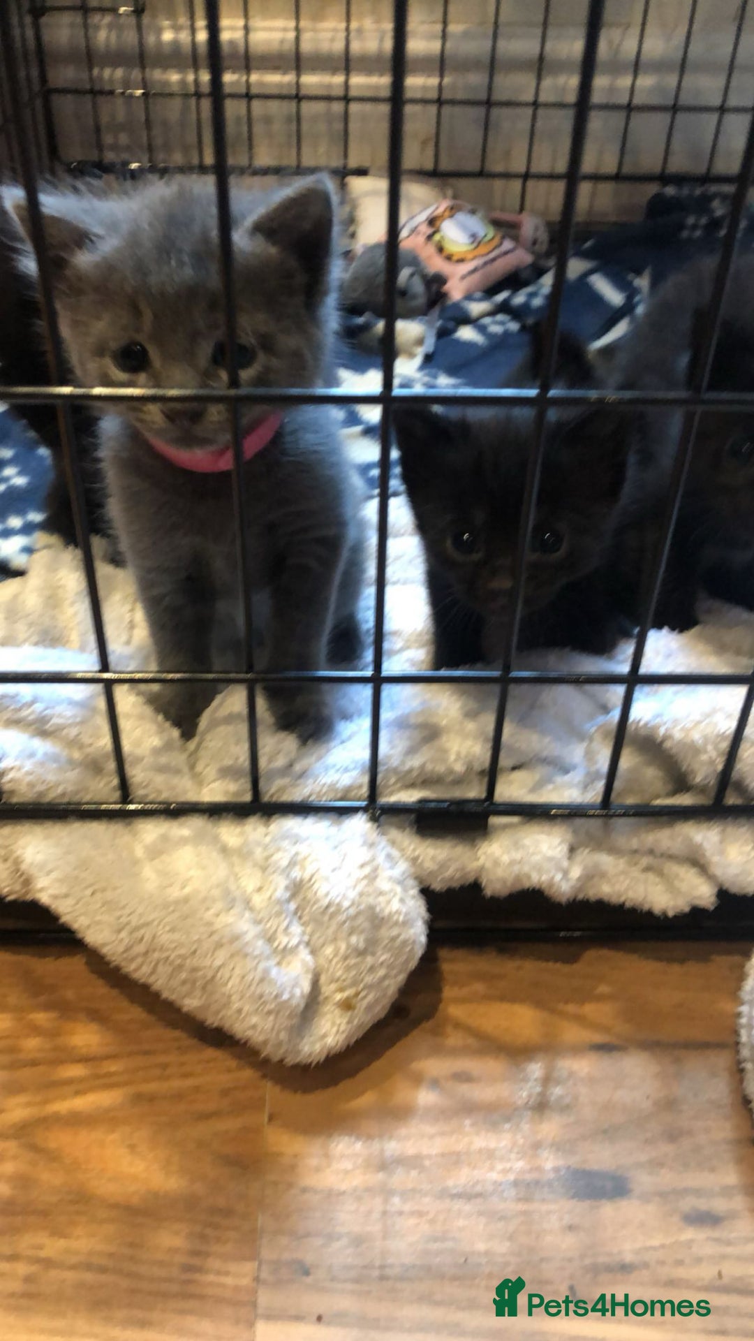 Mixed Breed cats for sale: 2 stunning kittens  - Image 5