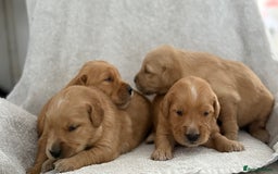 Golden Retriever dogs for sale: Stunning KC registered Golden Retriever puppies - Image 10