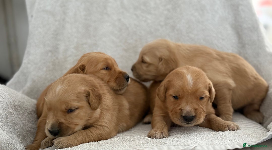 Golden Retriever dogs for sale: Stunning KC registered Golden Retriever puppies - Image 10