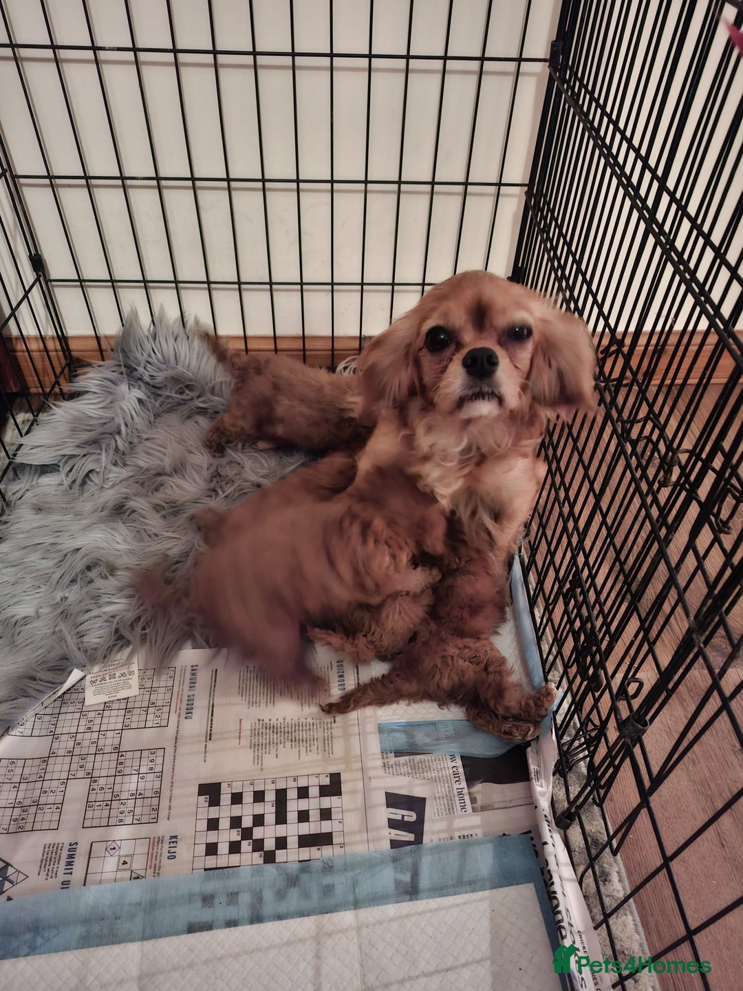Cavapoo dogs for sale: Cavapoos f1 puppies Stunning ♥️ fox red!!!! - Advert 6