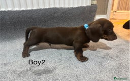 Miniature Dachshund dogs for sale: Chocolate dachshund babies  - Image 7