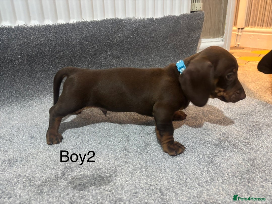 Miniature Dachshund dogs for sale: Chocolate dachshund babies  - Image 7