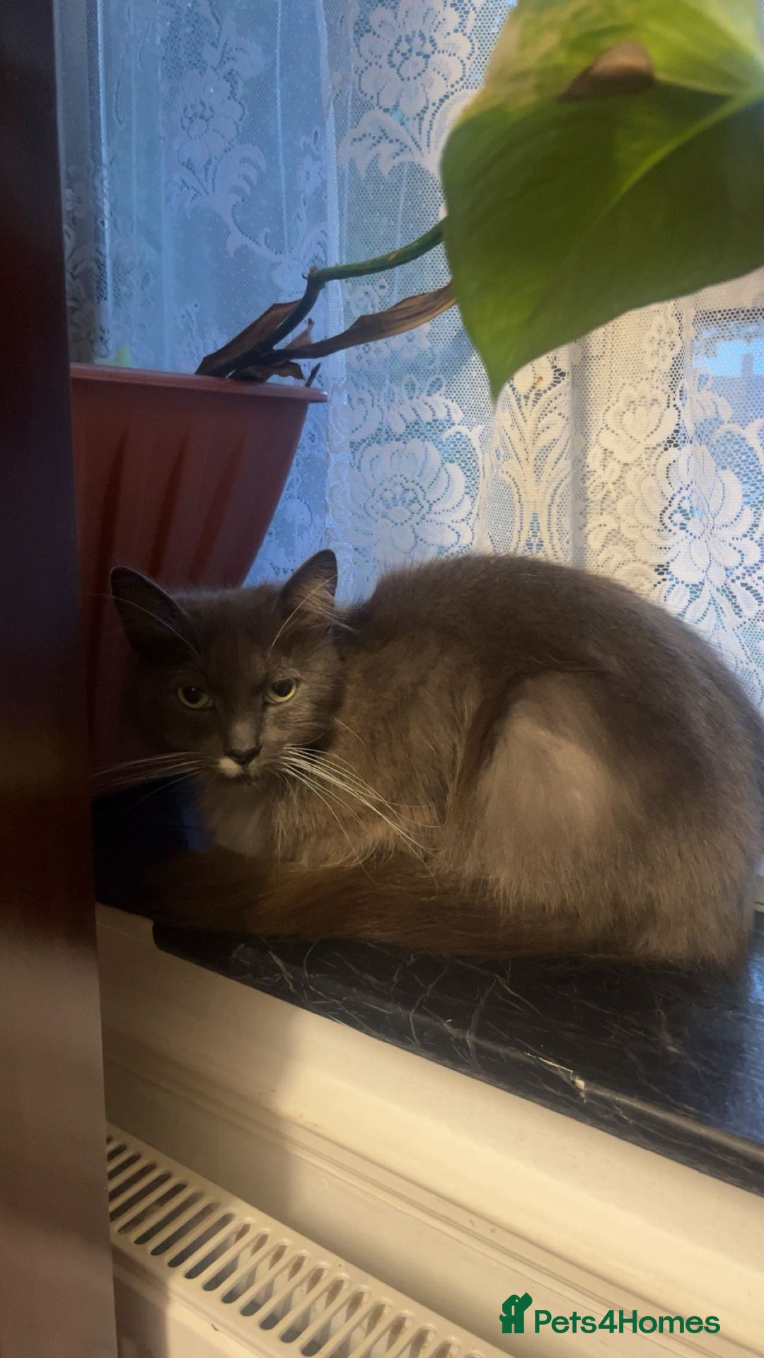 Ragdoll cats for sale: Ragdoll grey cat - Image 2