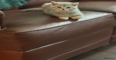 British Shorthair cats British shorthair blue ticked tabby girl  - Advert 5