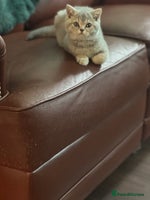 British Shorthair cats British shorthair blue ticked tabby girl - Advert 8