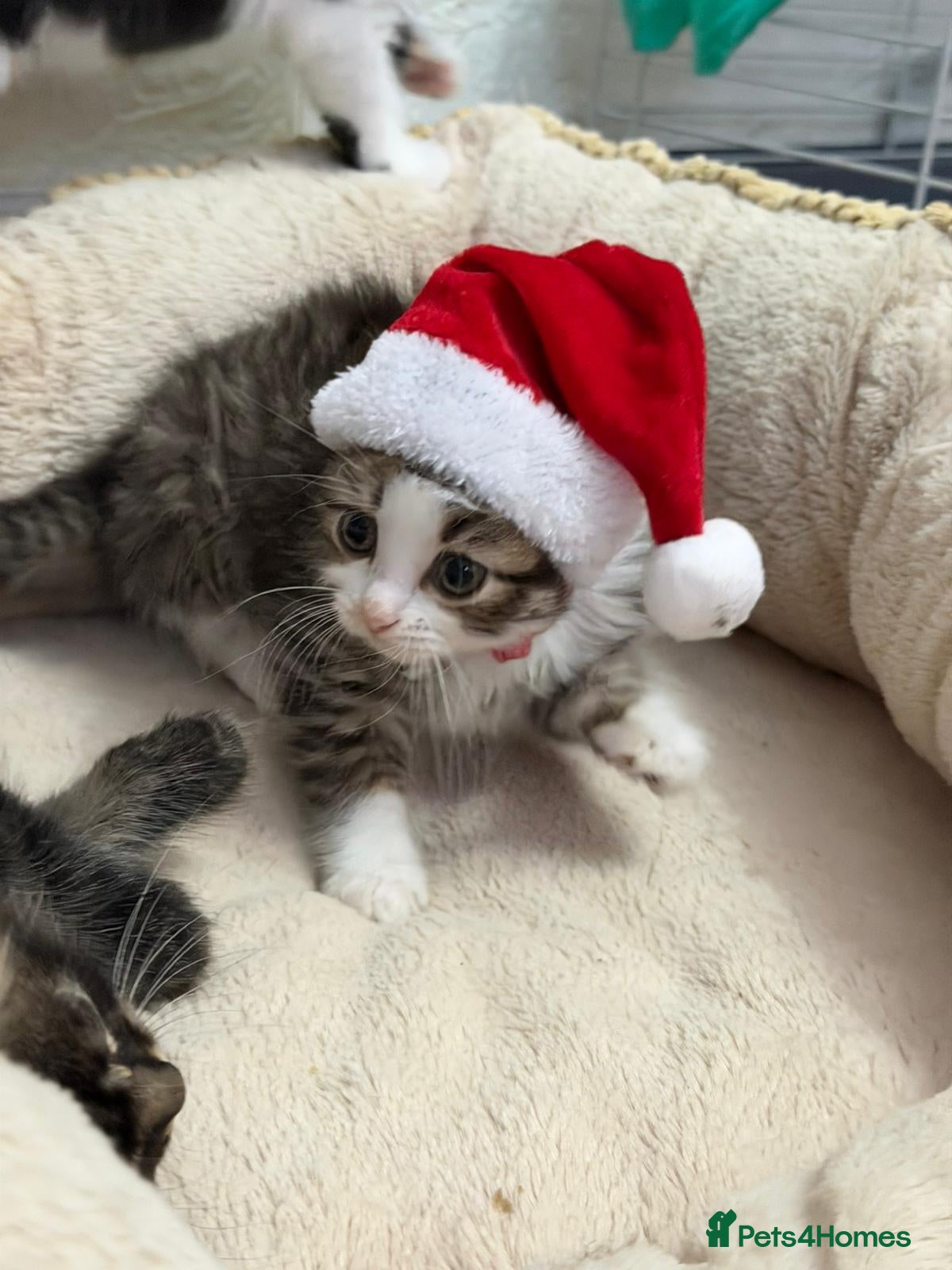 Mixed Breed cats Ready Now Leparm Kittens 3 Left  - Advert 4