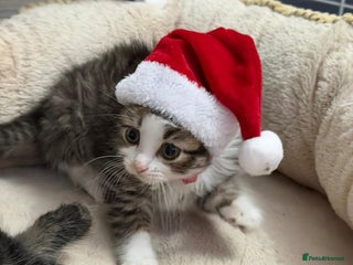 Mixed Breed cats Ready Now Lamerp Longhair kittens - Advert 10