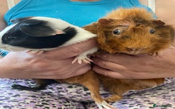 Guinea Pig rodents for sale: Bonded pair of male guineapigs. 1 adult 1 younger - Image 3