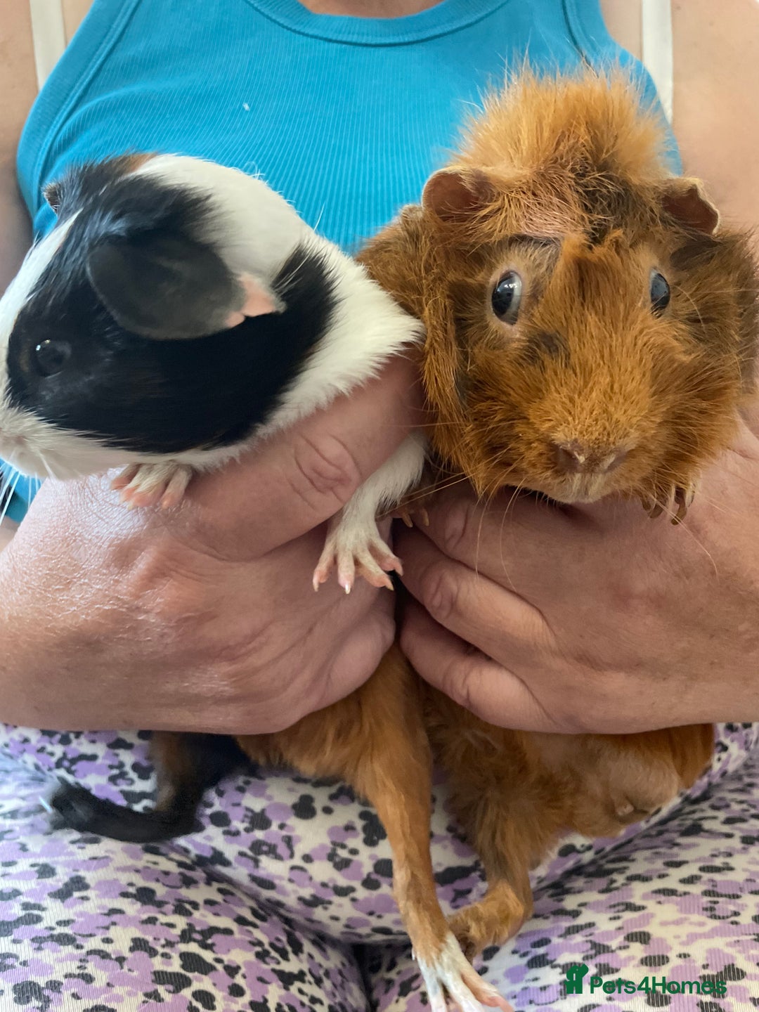 Guinea Pig rodents for sale: Bonded pair of male guineapigs. 1 adult 1 younger - Image 3
